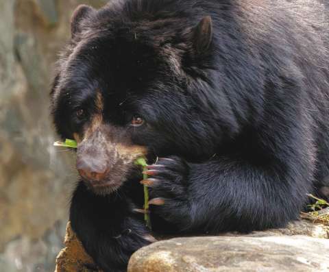 Oso andino: el “jardinero” de los bosques andinos está en peligro
