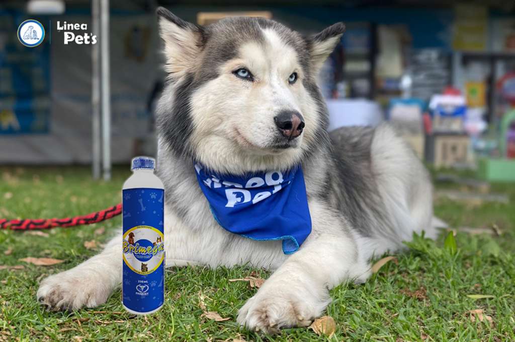 Pharvet: el aliado integral para nuestros animales de compañía