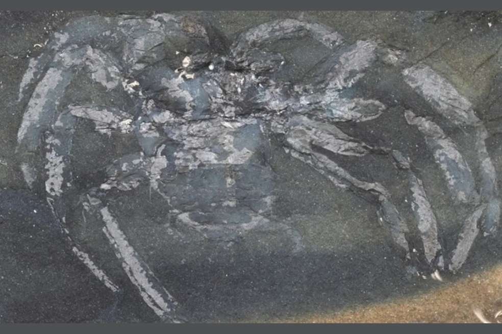 Esta sería una de las arañas más antiguas del mundo, y la más vieja encontrada en Alemania.