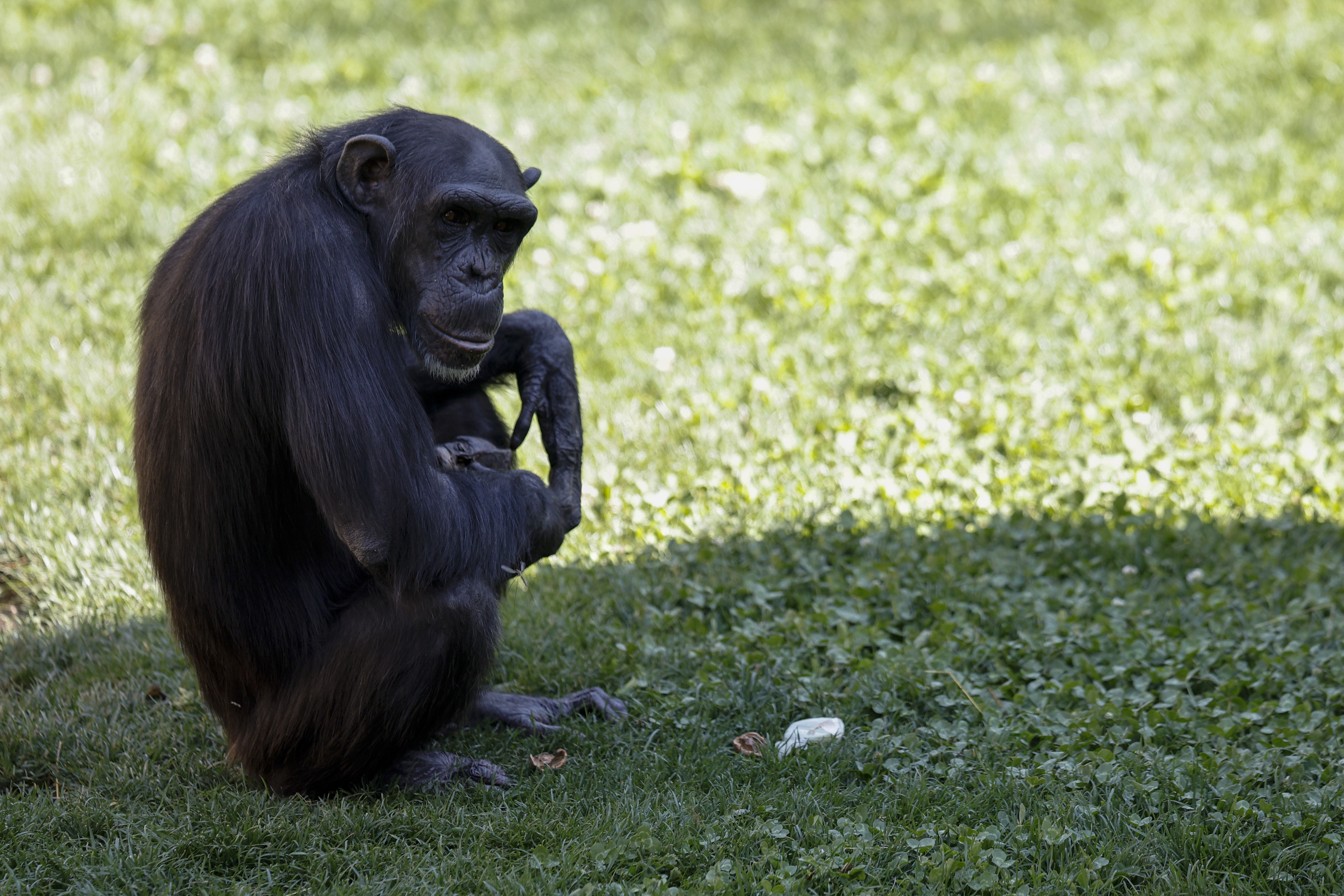 VALENCIA, 10/05/2024.- Natalia, la chimpancé del Bioparc de Valencia, sostiene el cuerpo de su cría ya fallecida hace dos meses. EFE/Kai Försterling