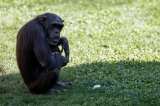 Las heridas de los humanos se curan más lento que las de otros primates, ¿a qué se debe?