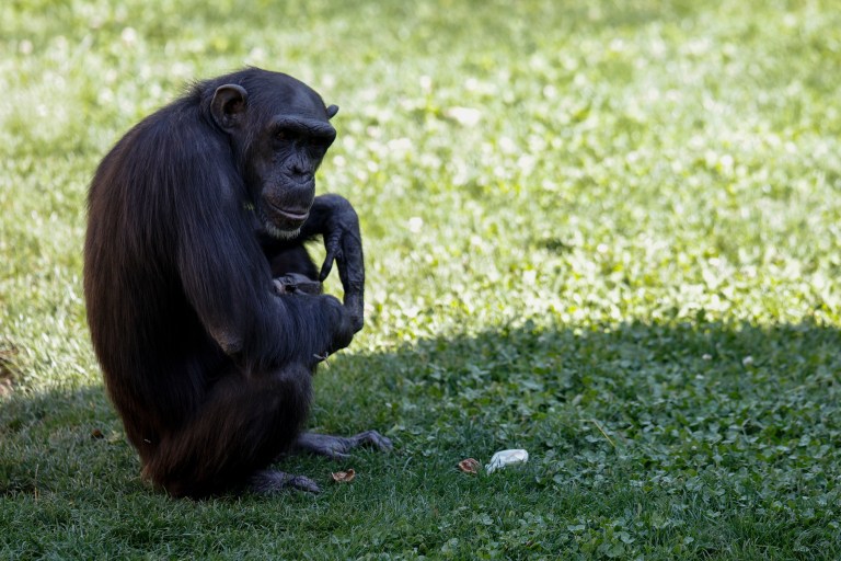 Las heridas de los humanos se curan más lento que las de otros primates, ¿a qué se debe?