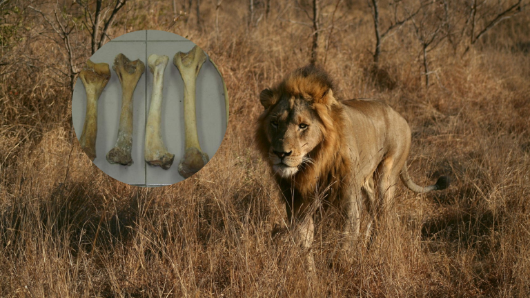 Logran la primera condena por caza furtiva de un león basada en un análisis forense de ADN