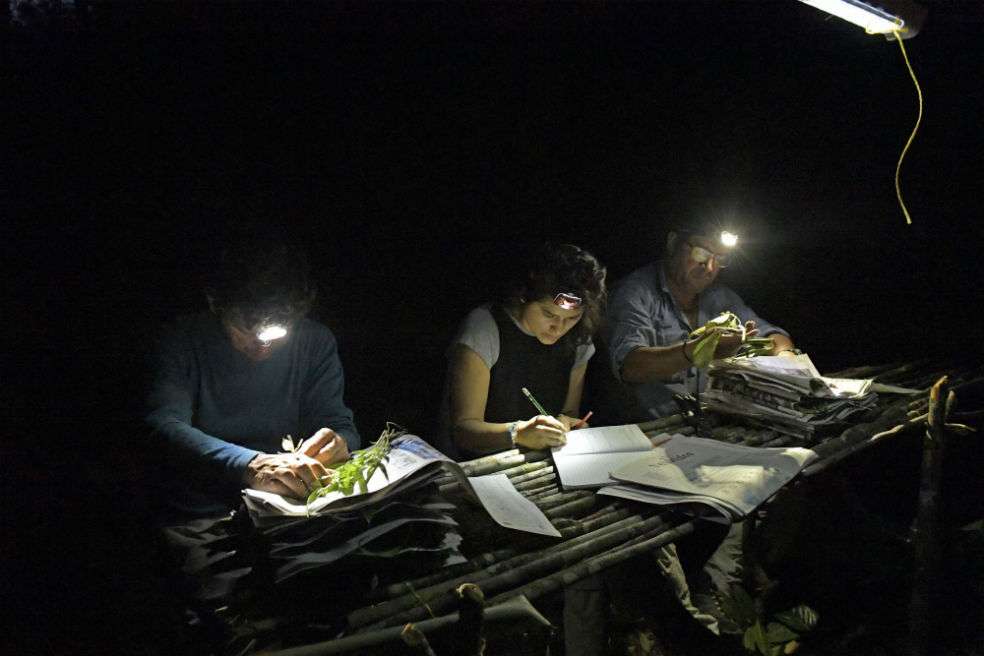 Científicos identificando especies de flora después de un día de colecta, en las selvas que rodean el alto y medio río Apaporis. / /SINCHI