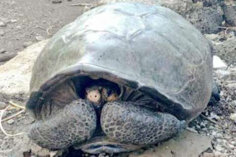 Este es el proyecto con el que buscan salvar a la última tortuga gigante