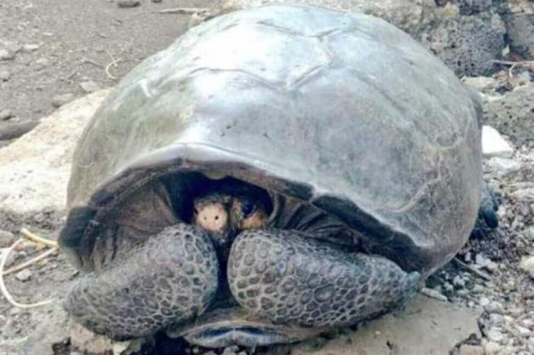 Este es el proyecto con el que buscan salvar a la última tortuga gigante