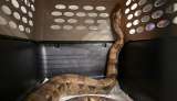 Rescatan en Medellín una boa constrictor de dos metros hallada en vía pública