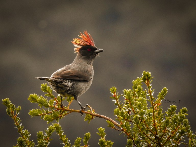 Este pájaro gris rechoncho es comúnmente visto en la copa de parches de árboles desde la zona de bosque templado hasta el límite superior de la línea de árboles en los Andes.  Se encuentra en áreas boscosas, pero no requiere bosques intactos de alta calidad, y se puede encontrar en parches sorprendentemente pequeños de arbustos y árboles en áreas agrícolas.