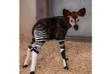 Fotos: nace en Oklahoma cría de un animal que está al borde de la extinción