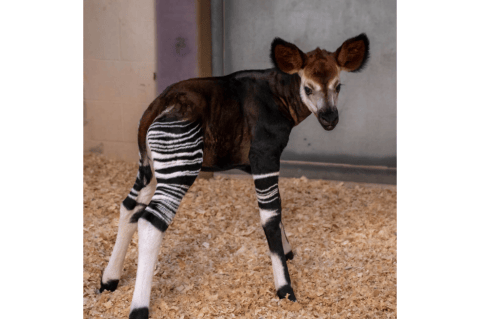 Fotos: nace en Oklahoma cría de un animal que está al borde de la extinción