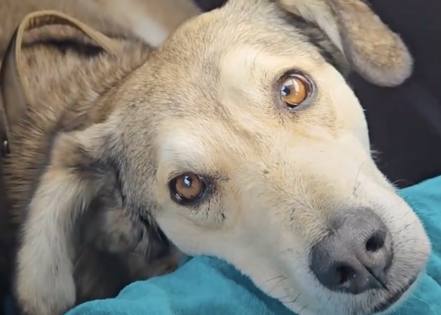 Ahora, el canino tiene un hogar en Estados Unidos.