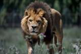 León mata a un guía durante un safari