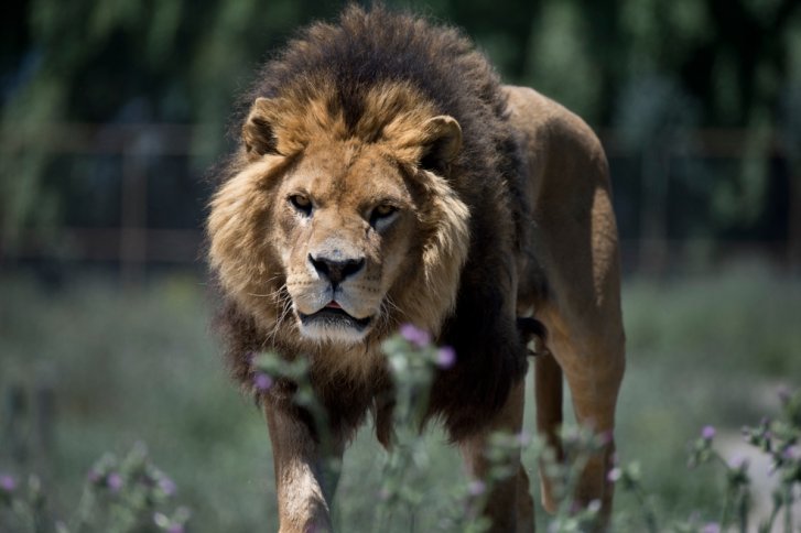 León mata a un guía durante un safari