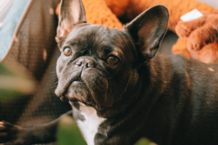 Bulldog francés: curiosidades, características y datos sobre esta raza de perros