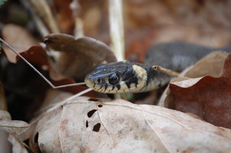 Los esfuerzos por salvarle la vida a un niño mordido por serpiente, en Antioquia