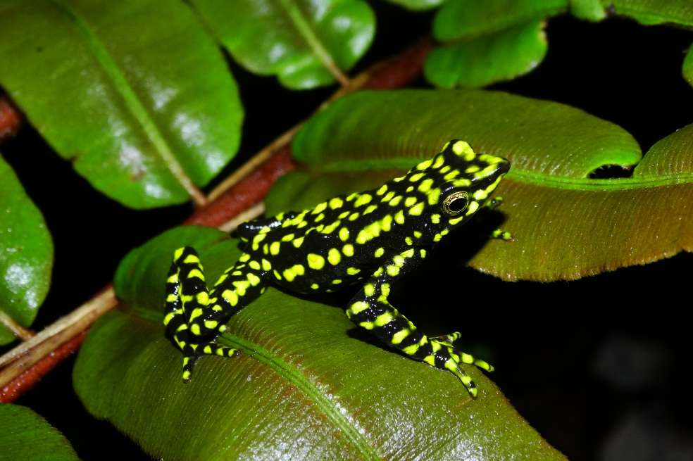 “Atelopus laetissimus”, población San Pedro de la Sierra, Sierra Nevada de Santa Marta. / Fotos: Luis Alberto Rueda