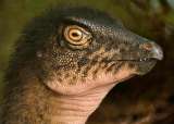 Encuentran un fósil de dinosaurio debajo del parqueadero de un museo