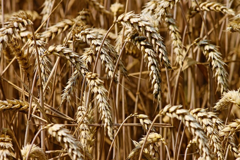 Precios de los alimentos tiene mayor impacto en los países más vulnerables: FAO