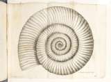 Fósiles: desenterrando los secretos de la historia de la Tierra