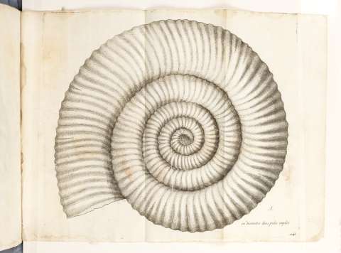 Fósiles: desenterrando los secretos de la historia de la Tierra