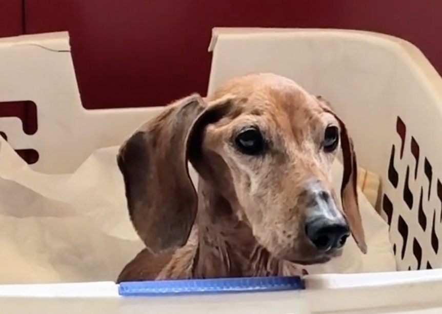 Ella es Jenni, la canina a la que pusieron la eutanasia por el profundo dolor que le ocasionó el cáncer.