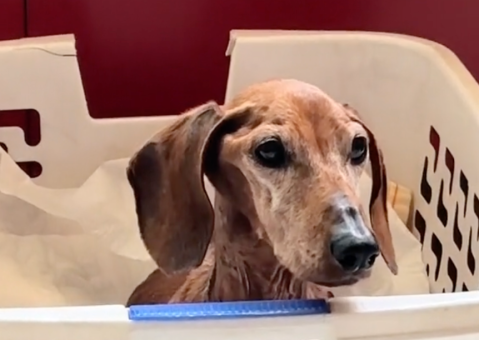 La última cena de Jenni: así fue la despedida de una perrita con cáncer terminal