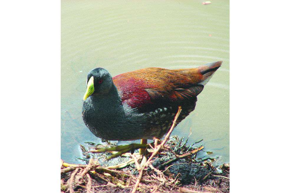La tingua moteada es una de las especies que habitan la reserva. / Loreta Rosselli
