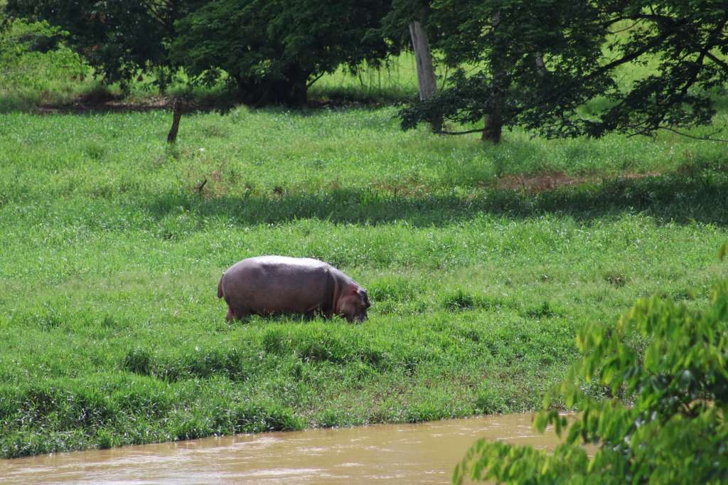 Hipopótamo fotografiado cerca al río Magdalena.