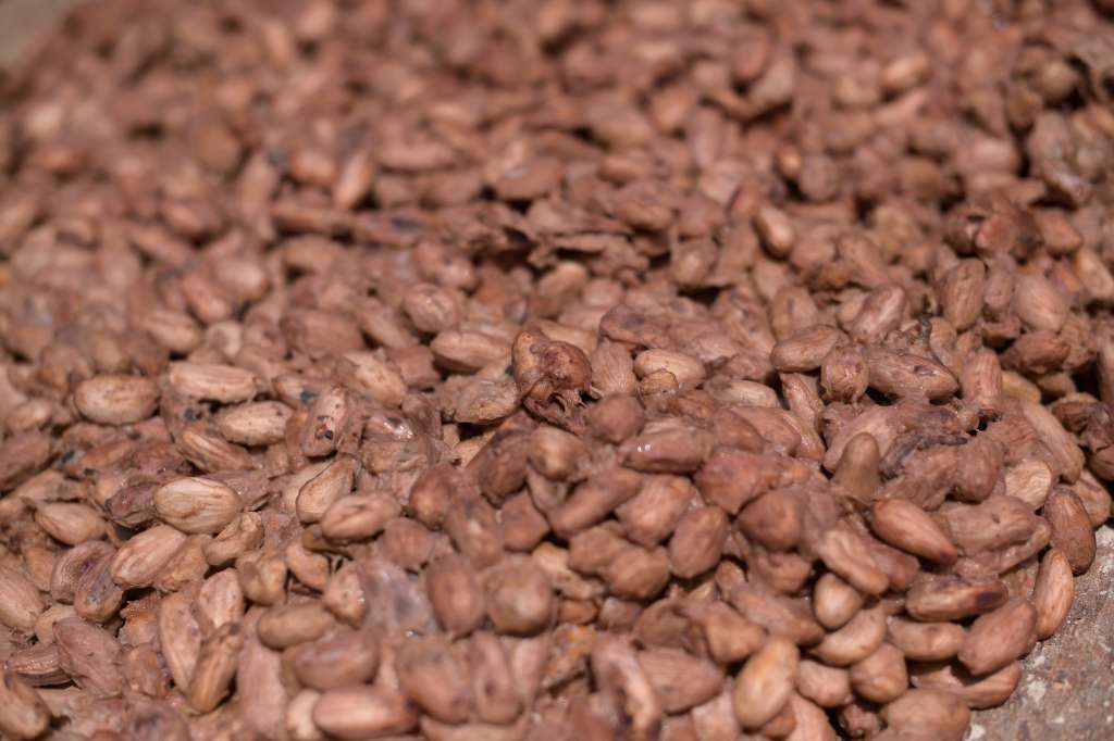 Campesinos cultivando cacao en el municipio de Puerto Boyacá.