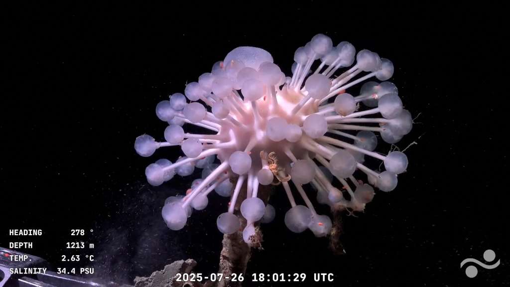 Este video muestra la flora submarina a 1213 metros de profundidad en el Cañón de Mar del Plata, en el Mar Argentino, en el Océano Atlántico, a unos 300 km de Mar del Plata, provincia de Buenos Aires, Argentina. /Foto de Handout / Schmidt Ocean Institute / ROV SuBastian / AFP