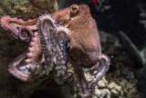 ¿Cómo es el cerebro de un pulpo? Esto muestra su genoma