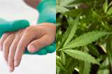 Regulación de eutanasia y cannabis vuelve al Congreso: hoy se discuten ambos temas