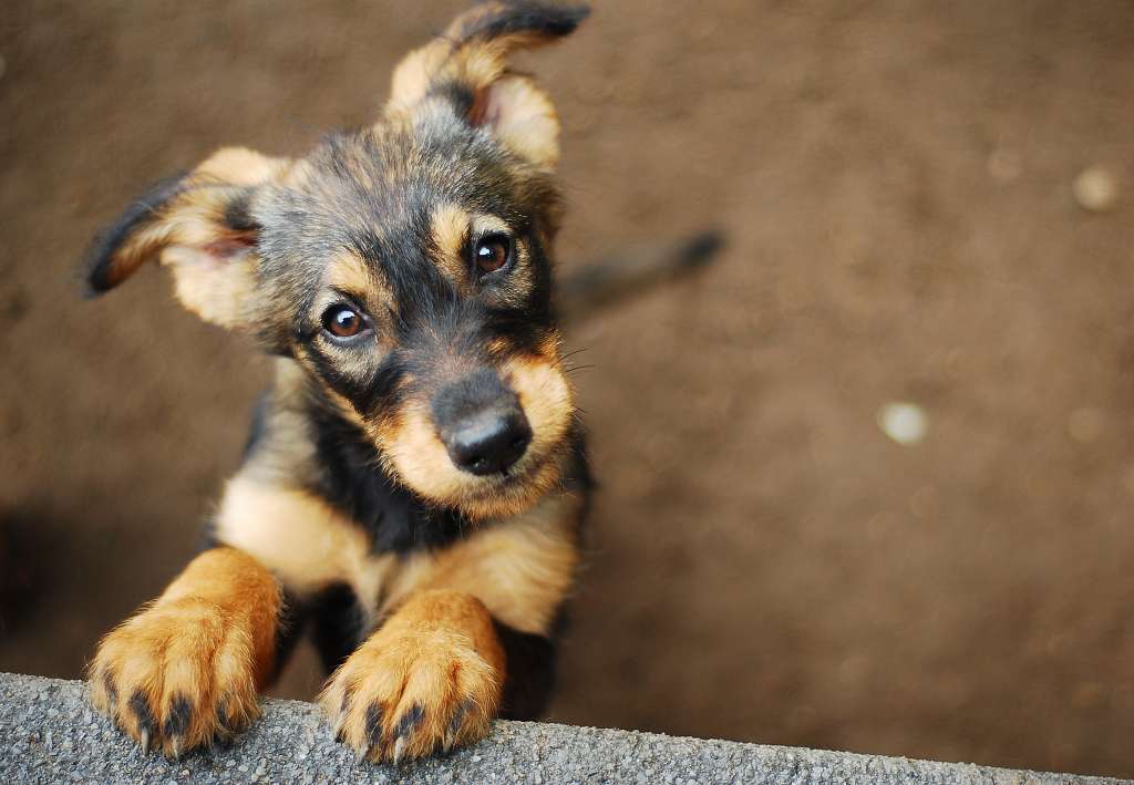 ¡Prográmese! Jornada de adopción de mascotas de la mano de Burger King en Bogotá