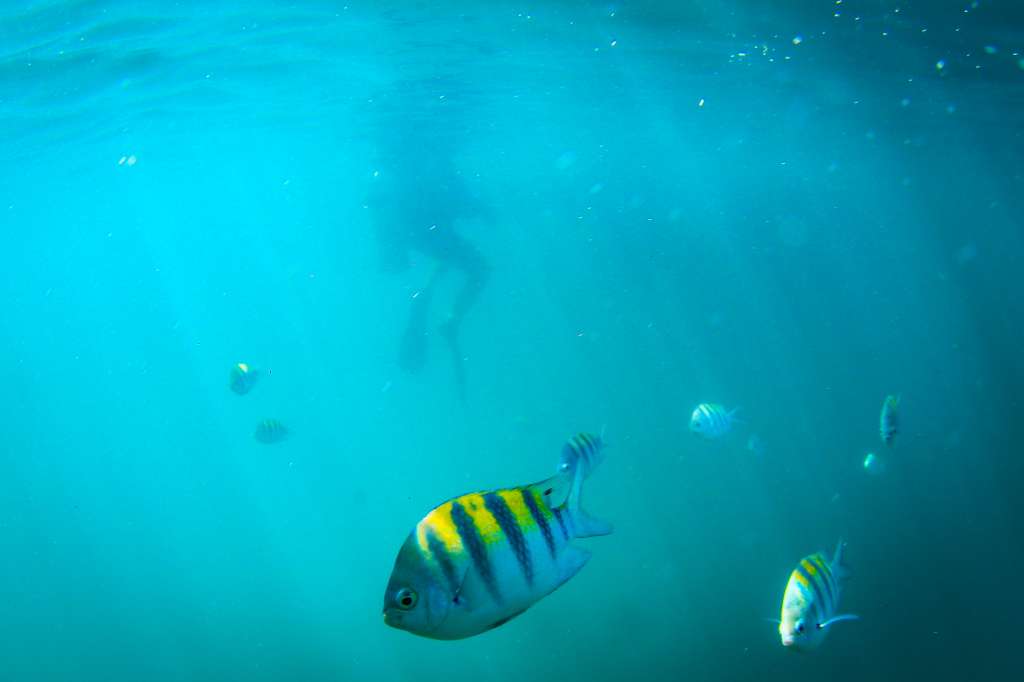 ACOMPAÑA CRÓNICA: BRASIL CORALES. AME1562. BAHÍA (BRASIL), 14/03/2023.- Investigadores del "Proyecto Coral Vivo" bucean para revisar corales el 8 de marzo de 2023, en la región de Recife de Fora, cerca de la ciudad de Arraial D'Ajuda, costa sur de Bahía (Brasil). Un paraíso de arrecifes de coral en Porto Seguro, uno de los destinos más apetecidos de Brasil, lucha por mantenerse en pie frente a las amenazas que llegan a diario con el turismo, el principal motor económico de la ciudad. Localizada en el estado de Bahía, al noreste del país, esta urbe atrae cada año a miles de turistas por las blancas arenas que se extienden por cerca de sus 85 kilómetros de playas, varias de ellas consideradas las más bellas del país. medioEFE/ Andre Coelho