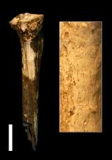Esta es la evidencia más antigua de canibalismo entre parientes evolutivos de humanos