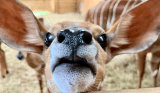 Rescatan a más de 90 animales que, al parecer, eran maltratados en un zoológico de EE. UU.