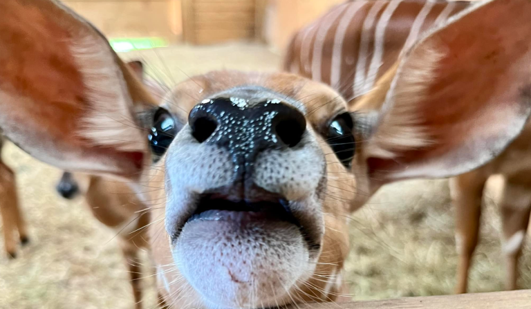 Los animales a medida que envejecen se volverían menos sociables