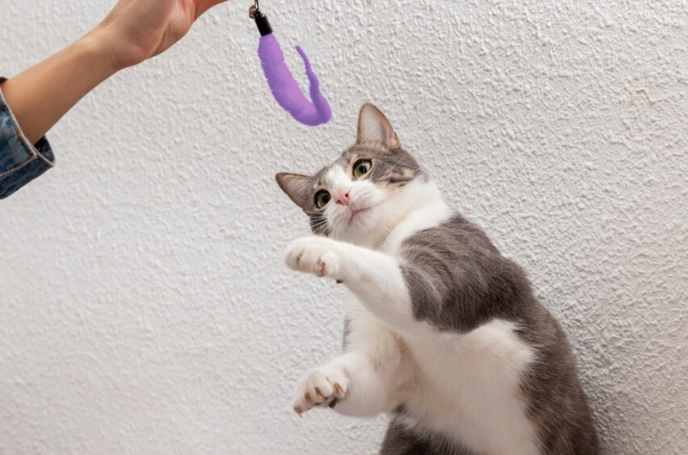 ¿Cómo jugar con mi gato correctamente?