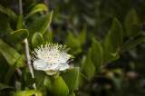 Mirto, un árbol floral y aromático que se puede tener en casa