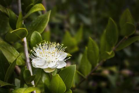 Mirto, un árbol floral y aromático que se puede tener en casa
