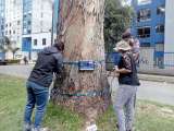 Así esperan monitorear la salud de los árboles de Bogotá