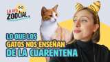 Lo que podemos aprender de los gatos en cuarentena
