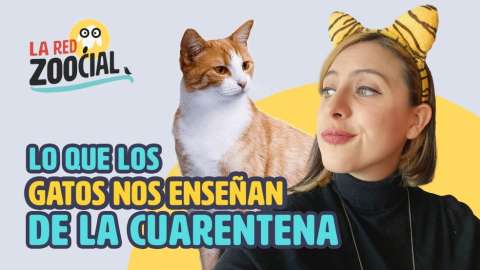 Lo que podemos aprender de los gatos en cuarentena