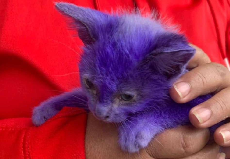 Debido a su delicado estado de salud, Avatar fue trasladado de emergencia a la veterinaria.