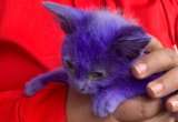 Avatar, el gatico de un mes que encontraron completamente pintado de morado