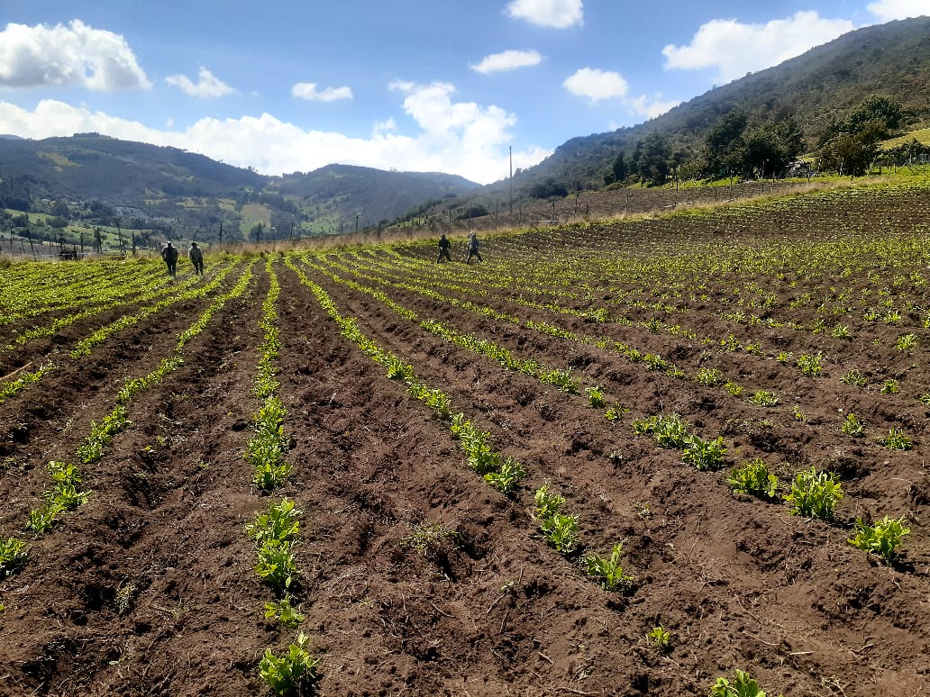 Cultivo de papa en el Corregimiento 1 de Soacha.