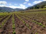 Indígenas piapoco se beneficiarán con proyectos productivos apoyados por la OIT