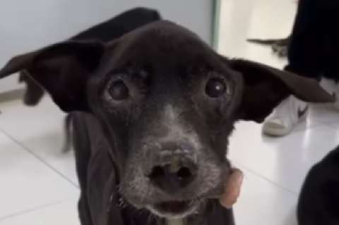 Sinú tenía la mandíbula fracturada y, por ser viejito, no esperaban que tuviera una familia