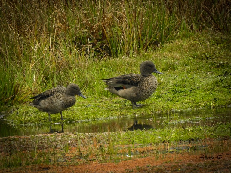 Pato pequeño que se encuentra en lagos y humedales de las partes altas, desde Venezuela hasta el sur de Ecuador. En general, es marrón grisáceo oscuro con el pecho manchado y vermiculaciones finas en la cabeza