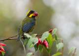 Hoy comienza Colombia Birdfair, el evento más importante sobre aves